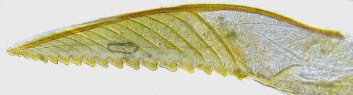 Pristiphora pallidiventris