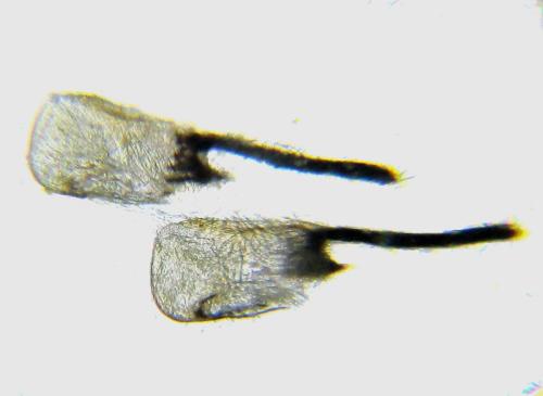 Réf. 342 740 : Rhogogaster punctulata