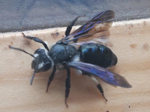 Andrena agilissima