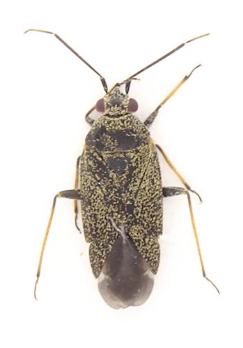 Réf. 342 233 : Heterocordylus tibialis