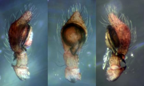 Lathys humilis
