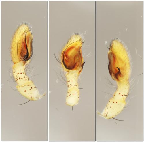 Réf. 342 972 : Philodromus albidus