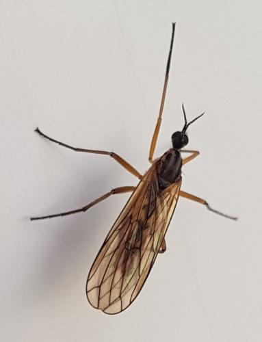 Réf. 342 014 : Empis punctata