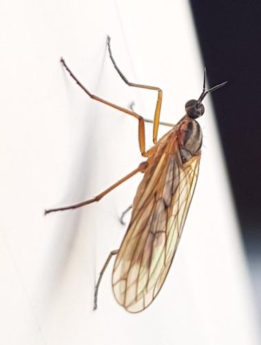 Réf. 342 015 : Empis punctata