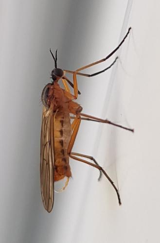 Réf. 342 013 : Empis punctata