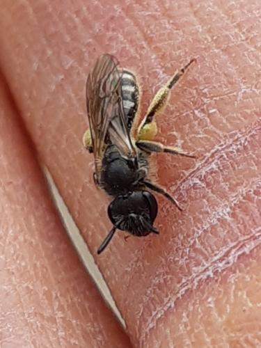 Réf. 342 211 : Lasioglossum sp.