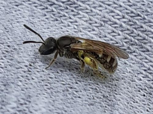 Réf. 342 209 : Lasioglossum sp.