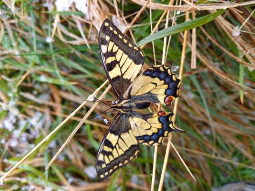 Réf. 342 154 : Papilio machaon