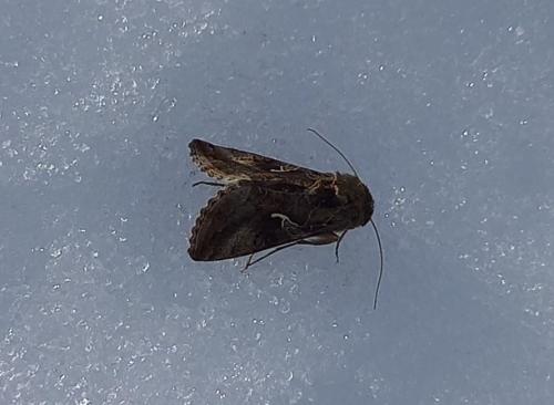 Réf. 342 153 : Autographa gamma