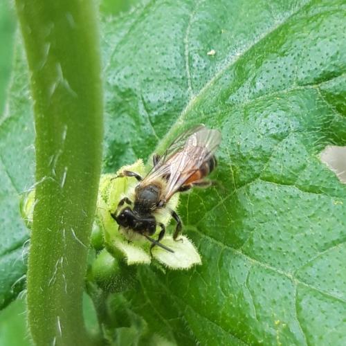Andrena florea