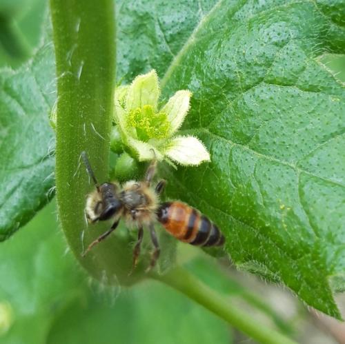 Andrena florea