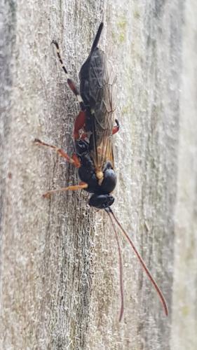Itoplectis sp.