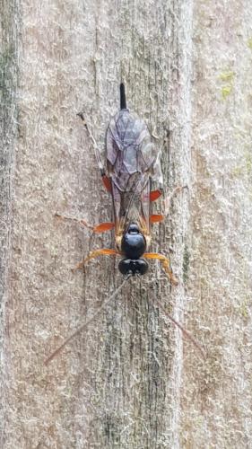 Réf. 342 291 : Itoplectis sp.