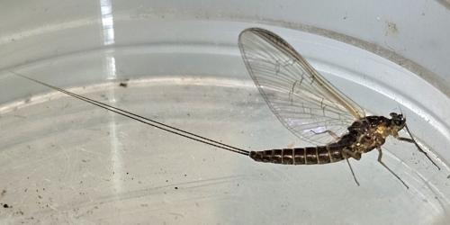 Réf. 342 224 : Baetinae inconnu