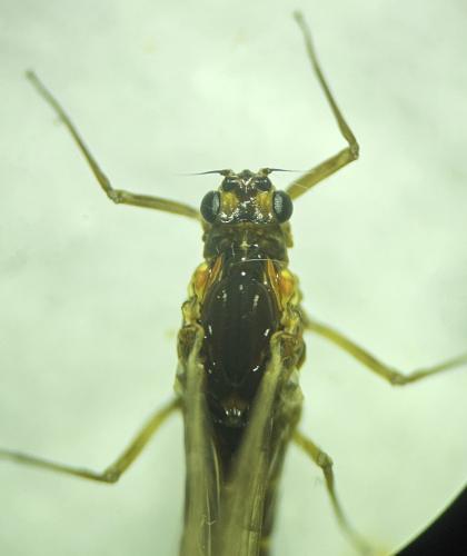 Réf. 342 225 : Baetinae inconnu