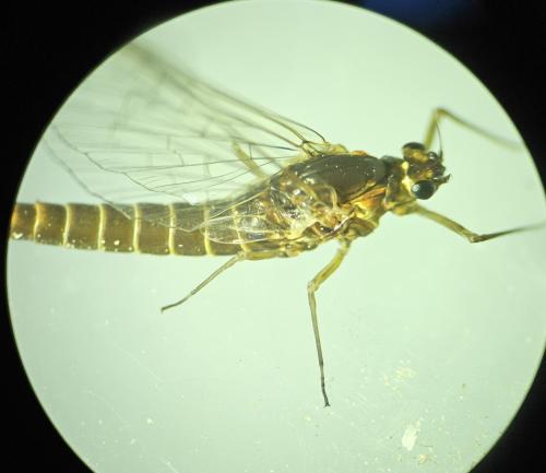 Réf. 342 885 : Baetinae inconnu