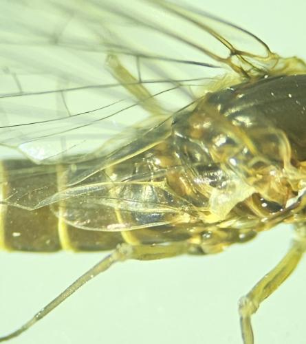 Réf. 342 352 : Baetinae inconnu