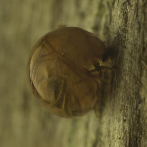 Réf. 342 083 : Agathidium sp.