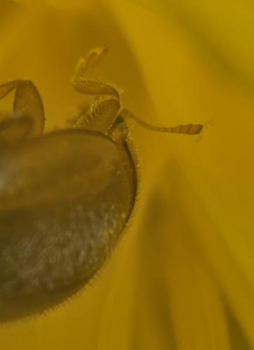 Réf. 342 138 : Rhyzobius litura