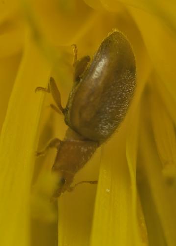 Réf. 342 125 : Rhyzobius litura