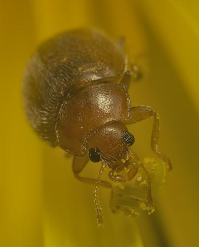 Réf. 342 124 : Rhyzobius litura
