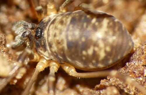 Dicranopalpus larvatus