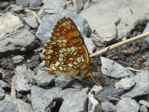 Melitaea diamina