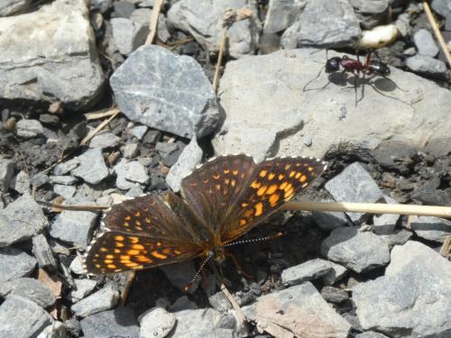 Réf. 342 867 : Melitaea diamina