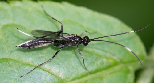 Mesostenus funebris