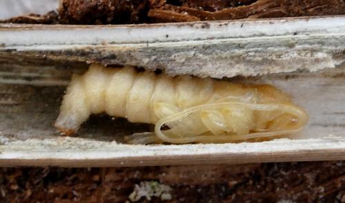 Réf. 342 878 : Agapanthia irrorata