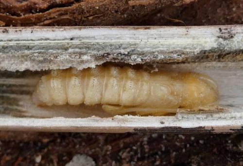 Réf. 342 879 : Agapanthia irrorata