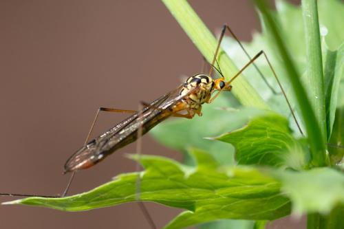 Nephrotoma flavipalpis