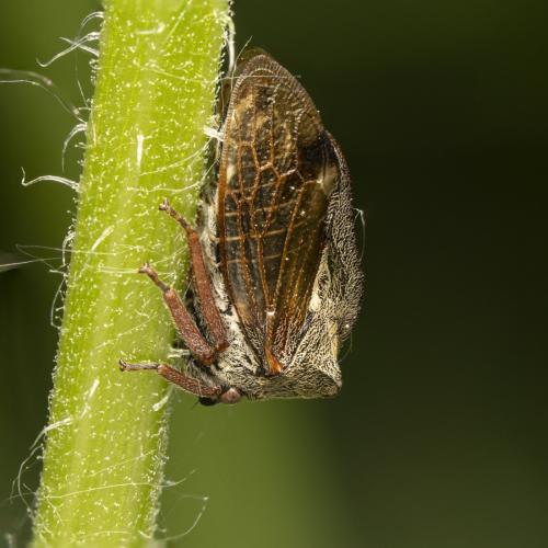 Réf. 342 900 : Centrotus cornutus