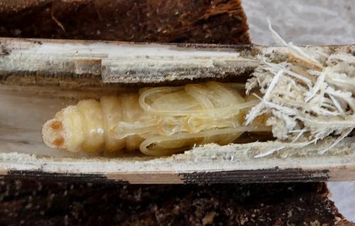 Réf. 342 880 : Agapanthia irrorata