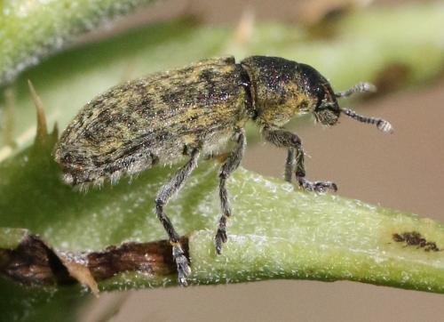 Réf. 342 398 : Rhinocyllus sp.