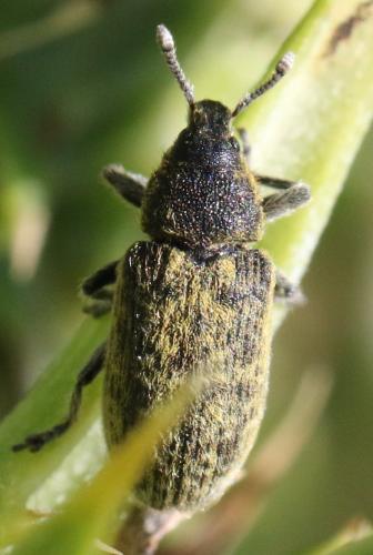 Réf. 342 399 : Rhinocyllus sp.