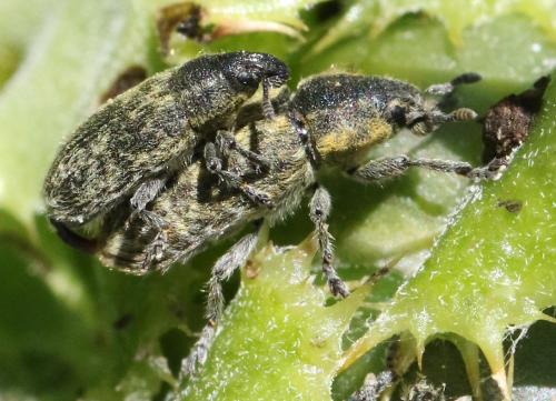 Réf. 342 397 : Rhinocyllus sp.