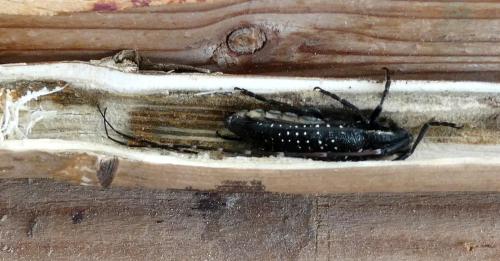Réf. 342 940 : Agapanthia irrorata