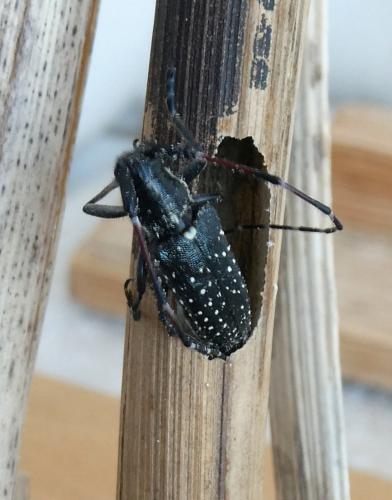 Réf. 342 941 : Agapanthia irrorata