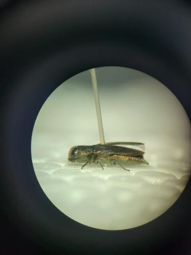 Anthaxia sp.