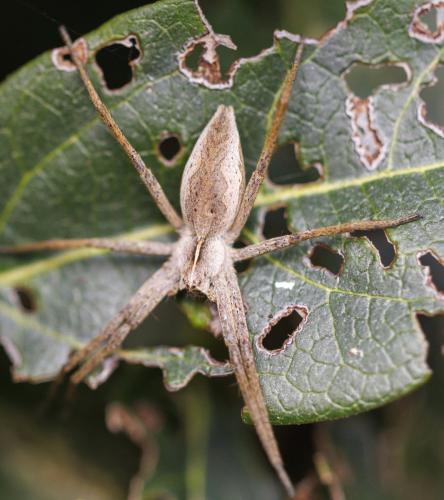 Réf. 342 194 : Pisaura mirabilis