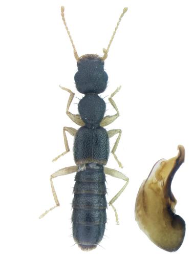Astenus immaculatus