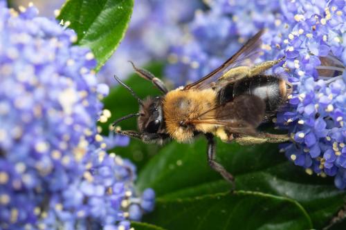 Réf. 342 790 : Andrena sp.