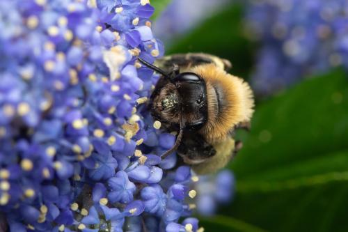 Réf. 342 791 : Andrena sp.