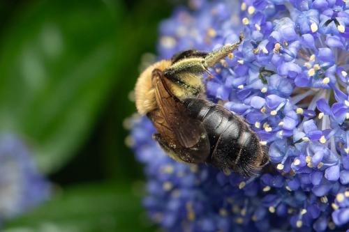 Réf. 342 792 : Andrena sp.
