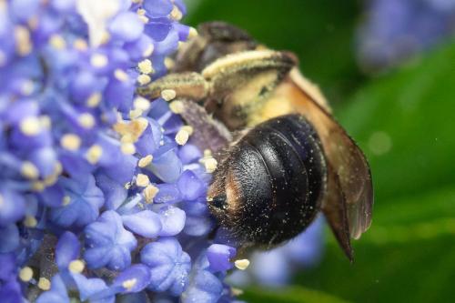 Andrena sp.