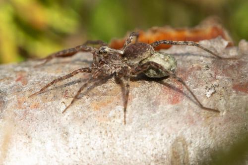 Pardosa sp.