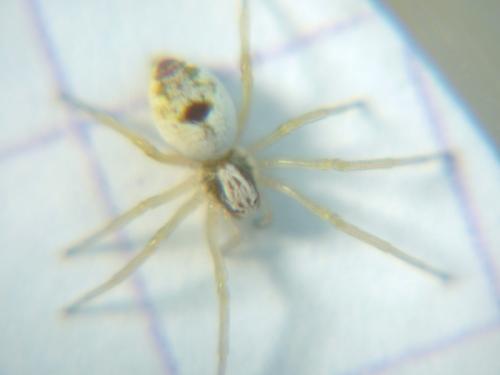 Nigma puella