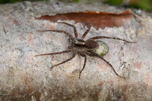 Réf. 342 000 : Pardosa sp.