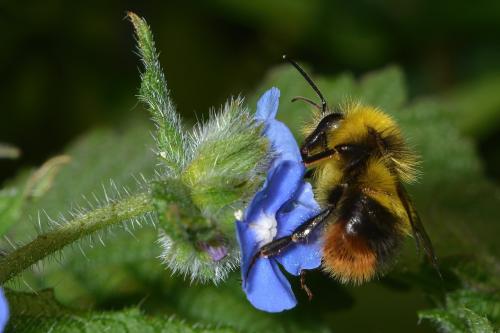 Réf. 342 423 : Bombus pratorum